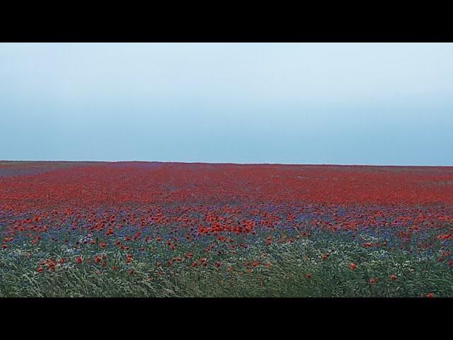 BUNTE LANDSCHAFT ZWISCHEN EILENBURG und MERKWITZ/06.06.19