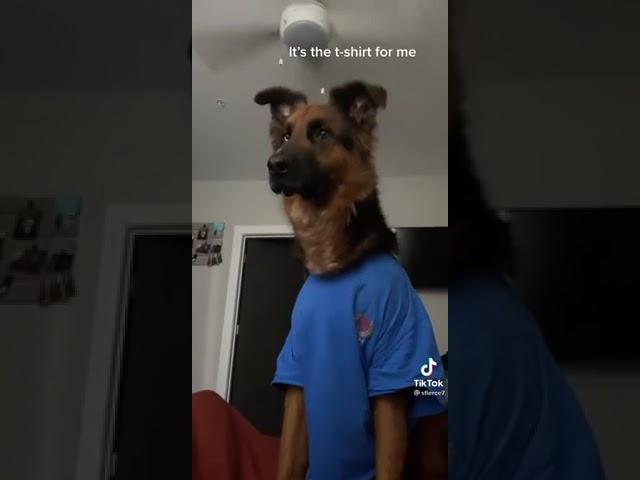 Dog wearing a t-shirt