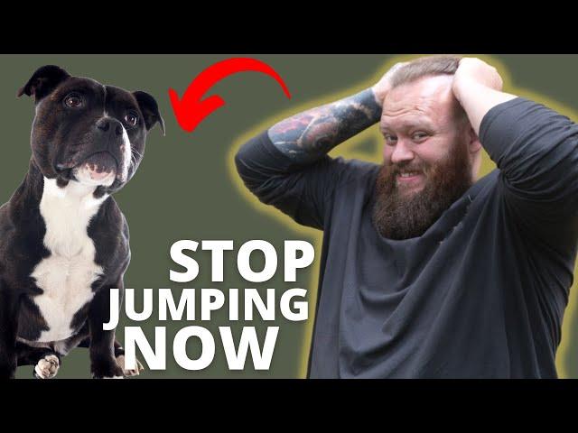 HOW TO STOP STAFFORDSHIRE BULL TERRIER FROM JUMPING