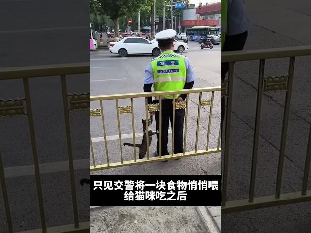 可爱的猫咪#搞笑视频 #搞笑 #搞笑配音 #搞笑小品 #搞笑影片
