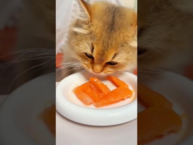 #highlights #cat#meat#cute#catseating #eating #kitten #meateaters #pets.