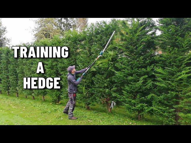 How To Trim A NEW Conifer Hedge, Leylandii HEDGE Trimming Progress UPDATE