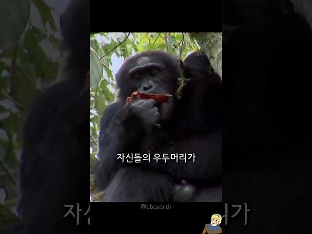 동족포식,강X 까지 한다는 침팬지;;;