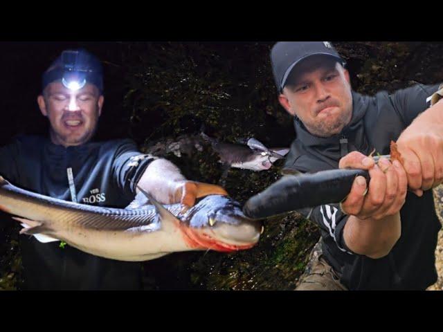 Angeln nähe Polarkreis mein erster Hai und Konger Aal #angeln #fishing #hai #shark #eel #norwegen