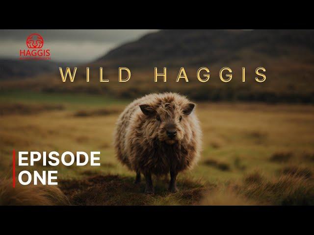 Wild Haggis Episode One | The Unseen Hero's Of Scottish Forests