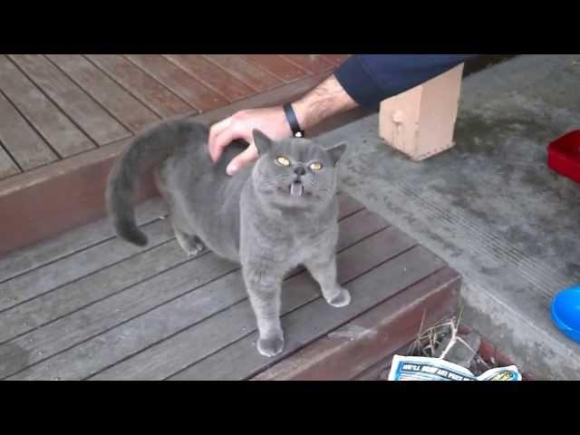 Adorable cat with a ticklish back