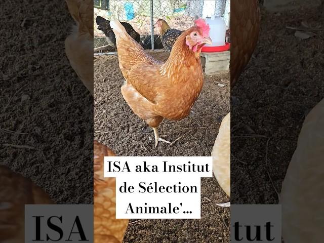 ISA's aka Institut de Sélection Animale  featuring Ginger, Scarlet and Piper. #tinydreamerchickens