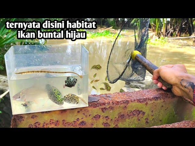 TERNYATA DI SINI HABITAT IKAN BUNTAL HIJAU