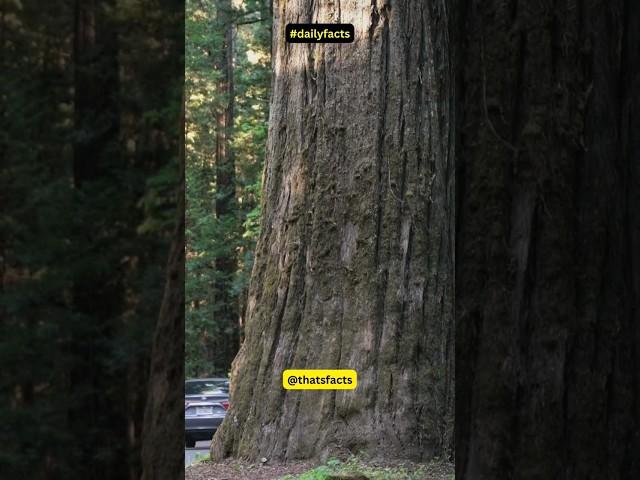 Did You Know This About The  Coast Redwood? | Daily Fact 75 #shorts