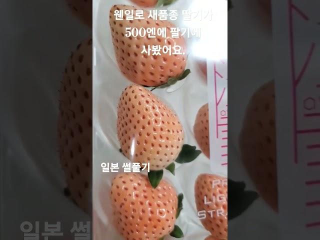 #핑크딸기 #일본동경 #일본과일