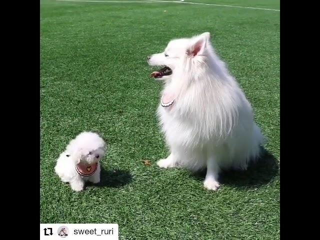 귀요미 쪼꼬미 엉아 따라쟁이  새끼강아지 귀여운강아지 푸들