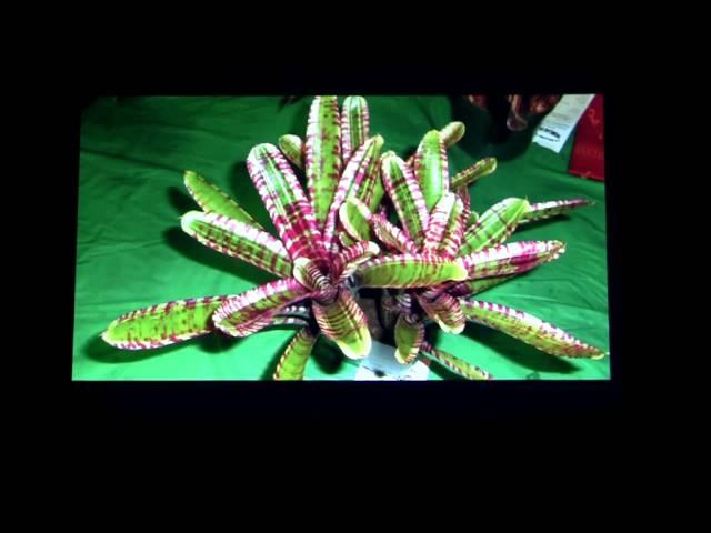 Barry Landau's Tropical Planet - So Cal Bromeliad Shows 2014 Lecture