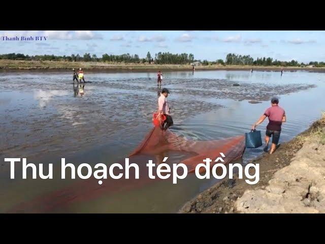 Thu hoạch tép đồng ( tép trấu)