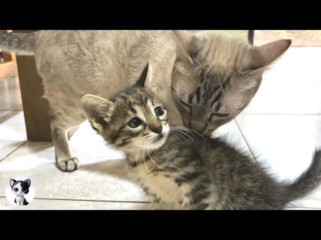 Cute new kittens first meet with five older cats was so unexpected