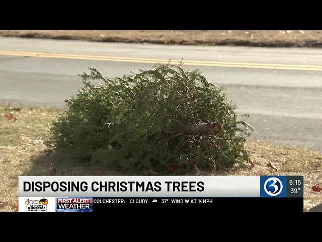 Natural recycling of Christmas trees increasing in popularity