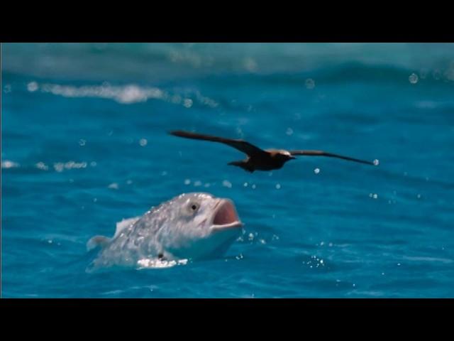 Goliath Tigerfish: The Freshwater Monster That Hunts Crocodiles