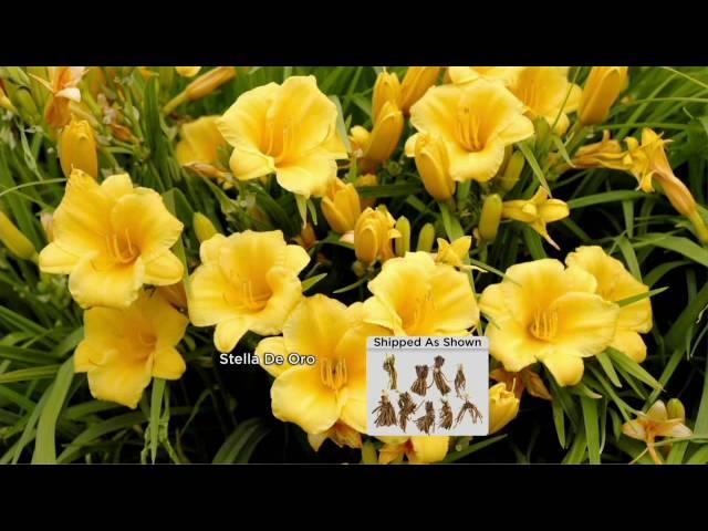 Cottage Farms 9-piece Everblooming Stella D'Oro Daylily Col. on QVC
