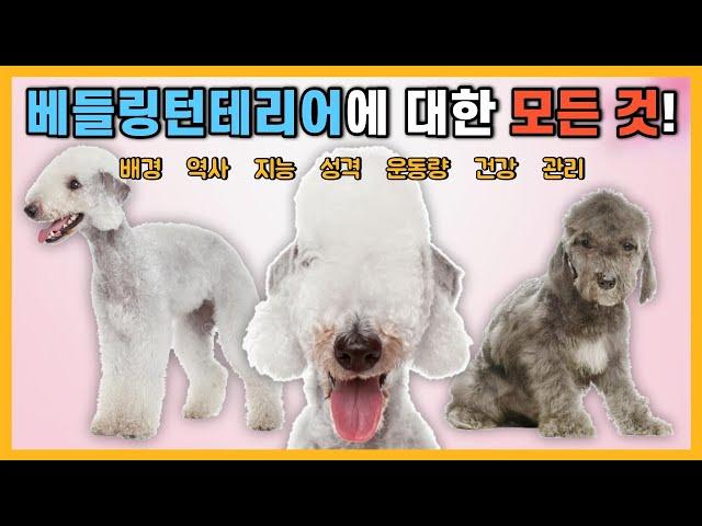 베들링턴 테리어에 대한 모든 정보! [강아지 품종 특징]