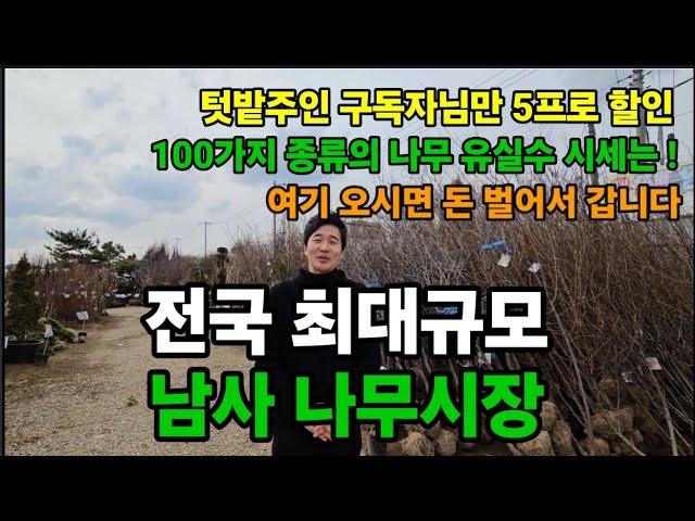 경기도 최대규모! 국내 최저가격! 용인 남사나무시장! 나무시세! 추천묘목!  #남사나무시장 #묘목시장 #저렴한나무시장 #유행인유실수 #유실수 #경기도나무시장 #용인나무시장