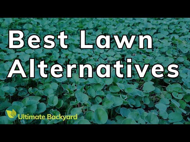 Best Lawn Alternatives for Australian Gardens