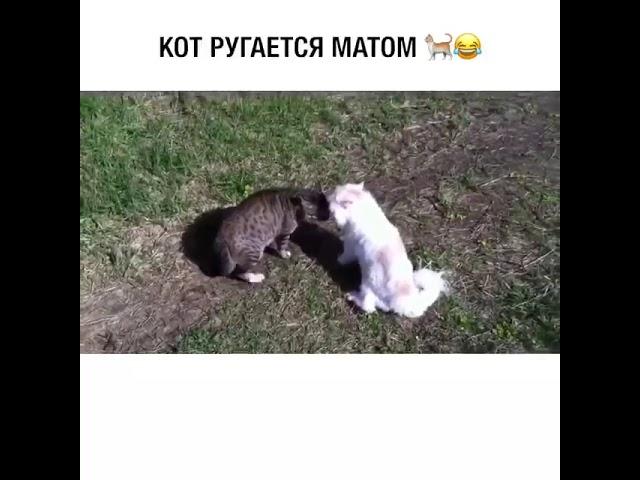 КОТЫ РУГАЮТСЯ МАТОМ!