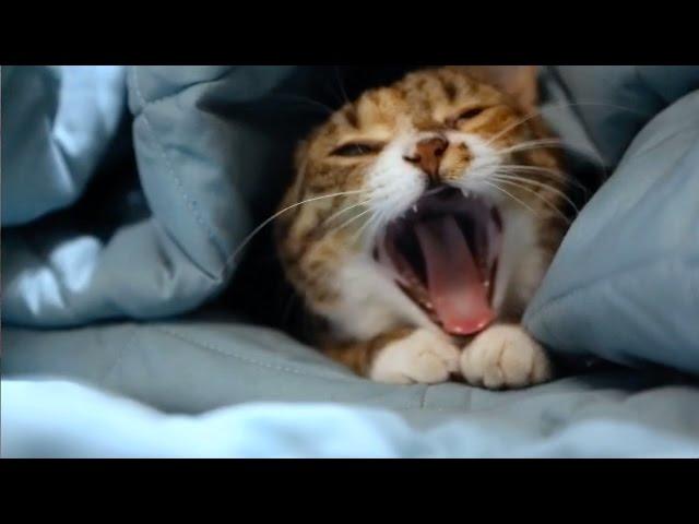 Cute Cat Yawning