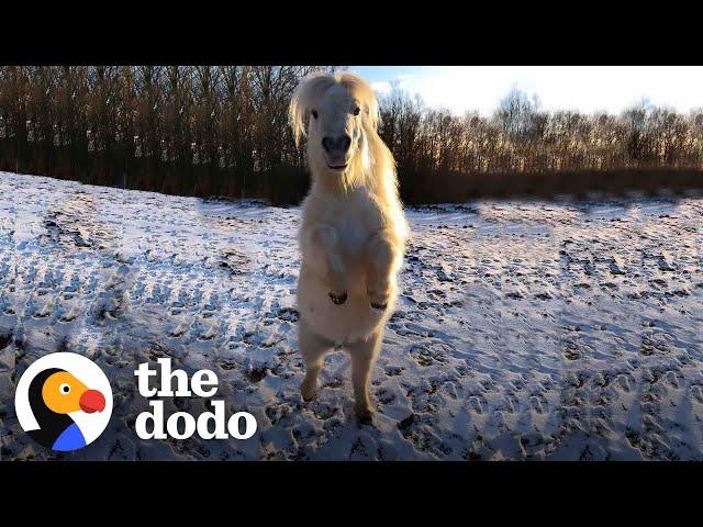 This Teeny Horse Steals All The Attention When The Camera Comes Out | The Dodo Little But Fierce