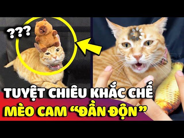 Chú mèo cam tai tiếng có khí chất ĐẦN ĐỘN, sơ hở là bị LAG chỉ cần 1 cử chỉ của con Sen  | Gâu Đần