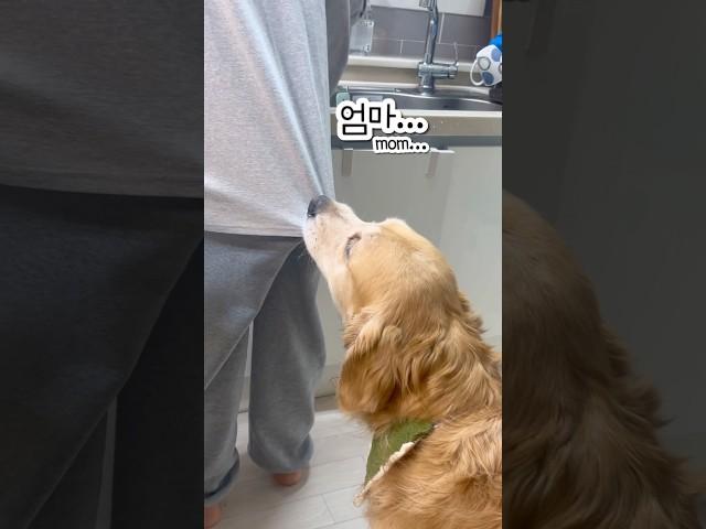 엄마.. 이쪽으로 와봐라개 왜? 뭐 달라고? 간식 먹고 싶어 엄마 옷자락 물고 냉장고로 데려가는 대형견 권럭키 냉장고 문 열어라개 간식 훔쳐 간 고모 내 간식이다개 뺄리 줘라개