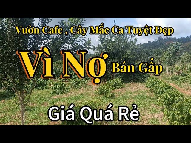 Cơ Hội Hiếm! Bán Gấp Lô Đất Rẫy Cafe , Mắc Ca Siêu Đẹp - Bán Đất Đắk Nông Giá Tốt!