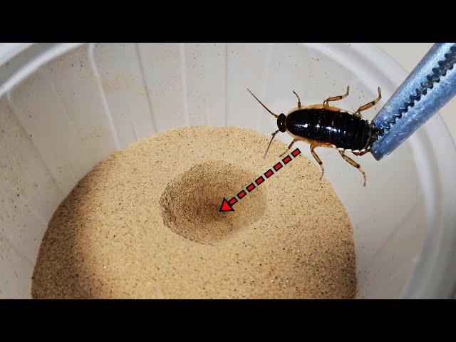 Let's put a Cockroach in an antlion death trap. Will antlion larvae hunt cockroaches?