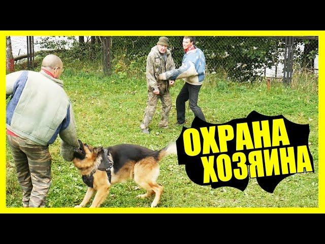 Немецкая овчарка защищает своего хозяина