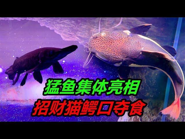 猛魚集體餵食，多種兇猛的食肉類觀賞魚，如何獵取食物