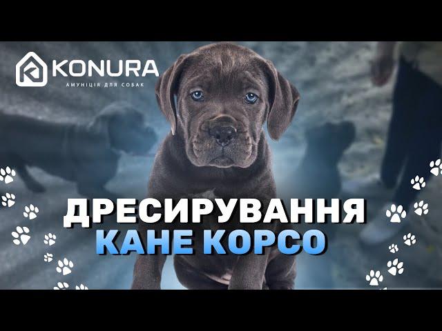 Дресирування кане корсо