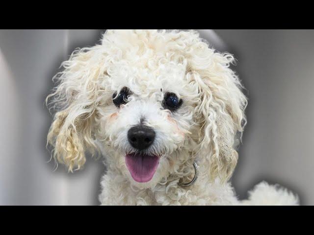 WOW what a transformation! | Adopt Kringle at the Niagara SPCA