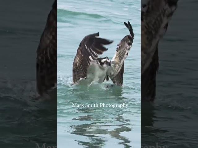 Osprey with huge fish struggles getting out of the water. #bird #wildlife #birdsofprey #fishing