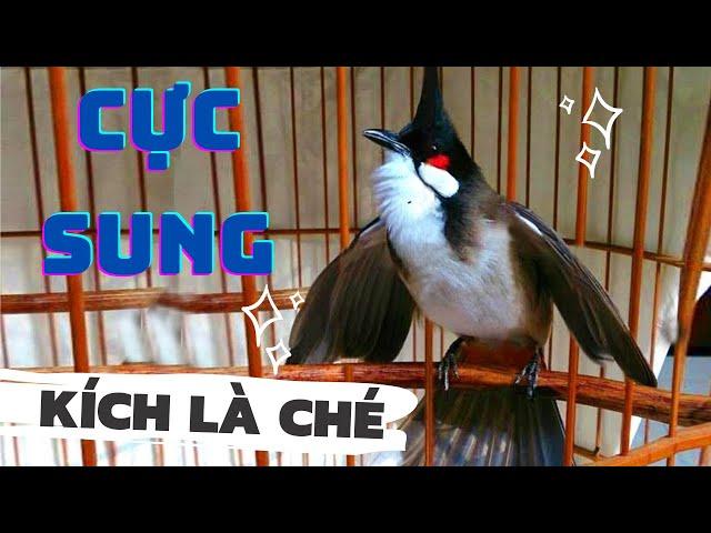 Luyện chào mào hót sáng, QUÁ HAY - CHÉ KÍCH BỔI CĂNG ĐÉT, Cách luyện chào mào hót căng lửa, chao mao