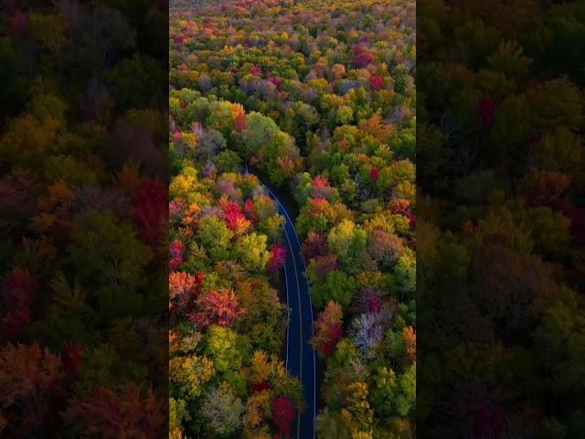 The Breathtaking Artistry of Trees