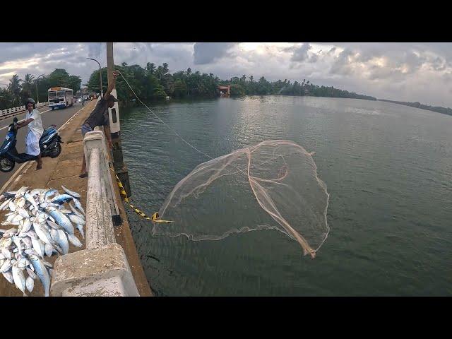 Amazing! Cast Net Throwing On The Bridge And Catching Fish To Sell In Roadside Fish Market