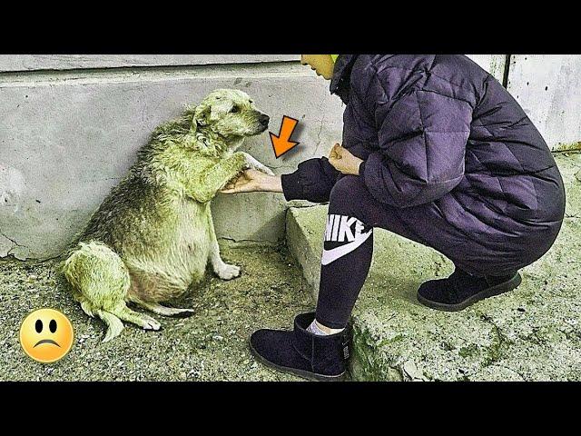 The dog was crying and calling for help.. She no longer had the strength..