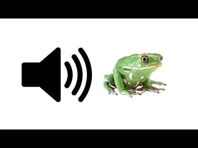 Frog (Croaking) - Sound Effect | ProSounds