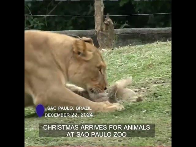 Christmas arrives for animals at Sao Paulo Zoo