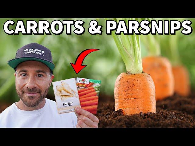 How To Grow A NEVER ENDING Supply Of CARROTS And PARSNIPS!