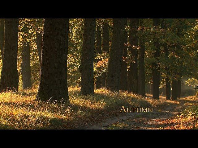 FALL / AUTUMN / Falling Leaves / David Attenborough's opinion