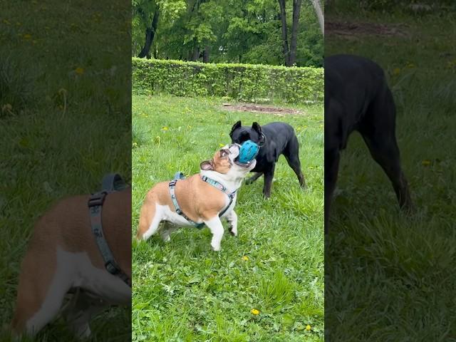 #shorts #bulldog #englishbulldog #fannydog #собака #doglife #shortsfeed #гуляем #canecorso #pets