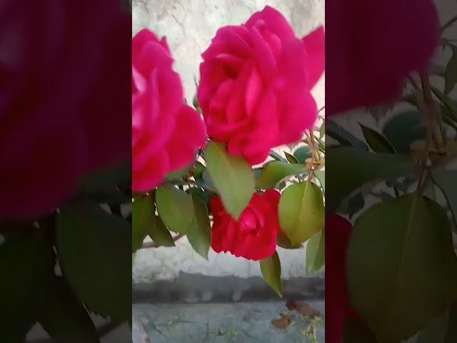 masti of rose flowers #rose flower #trending #viral #ytshorts #beautifulnature #terracegarden#garden