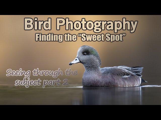 Improve Bird Photography by Focusing on the Sweet Spot