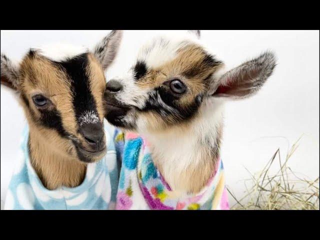 The Best of Baby Goats in Pajamas!