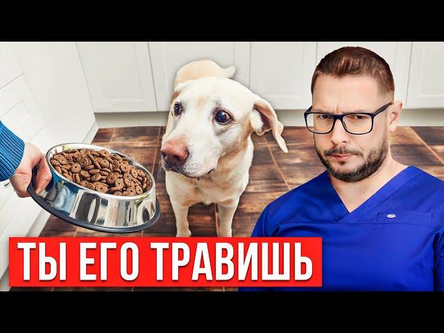 Никогда не кормите питомца этим! Запрещенные продукты для собаки…