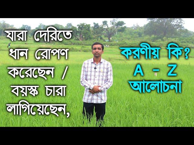 জমিতে দেরিতে ধান রোপণ করলে কি পরিচর্যা করবেন? জমিতে বয়স্ক ধানের চারা রোপণ করলে কি কি যত্ন নেবেন ?